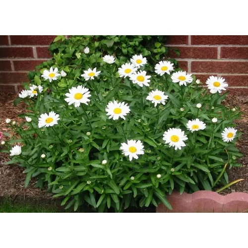 Leucanthemum maximum 'Snow Lady' (Óriás margitvirág)