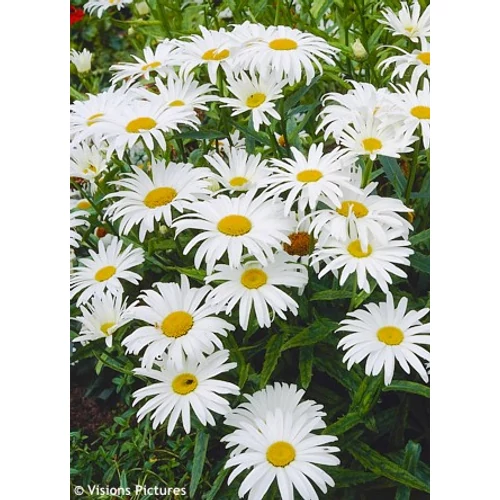 Leucanthemum vulgare 'Maikönigin' (Margaréta)