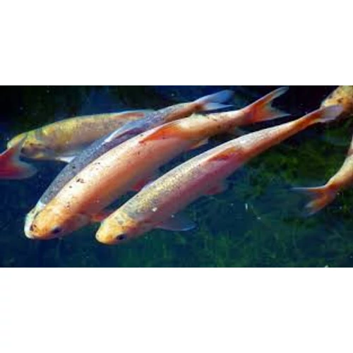 Leuciscus idus orfus - Arany jászkeszeg 12-15 cm