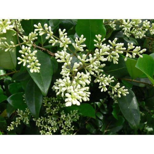 Ligustrum ovalifolium, széles levelű fagyal