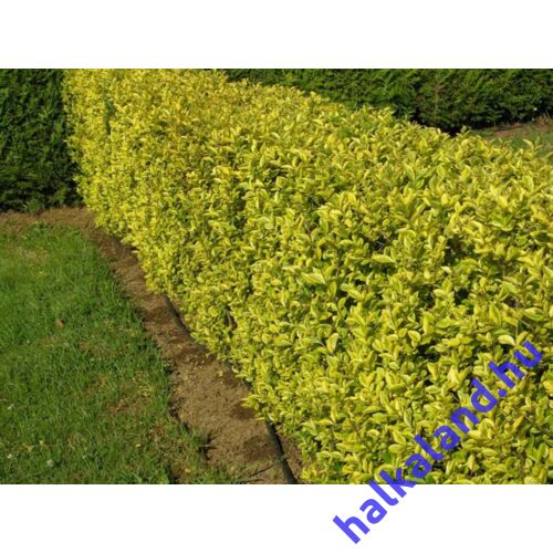 Ligustrum ovalifolium ’Aureovariegatum’ Aranytarka levelű fagyal