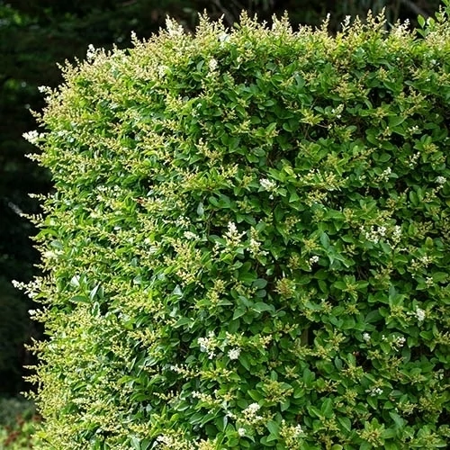 Ligustrum ovalifolium - Télizöld fagyal