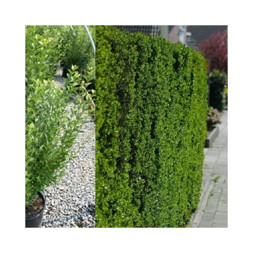 Ligustrum ovalifolium 'Nünü' - Törpe télizöld fagyal