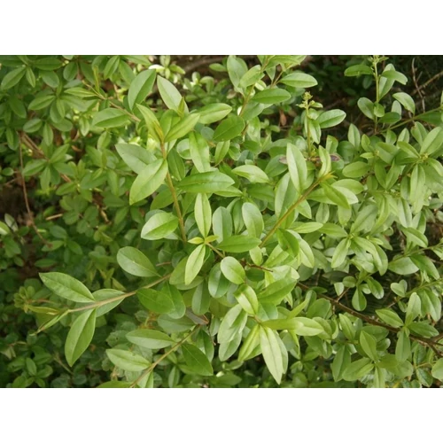 Ligustrum vulgare - Lombhullató fagyal