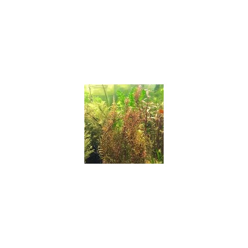 Limnophila hippuridoides