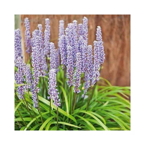 Liriope muscari 'Ingwersen' (Gyöngyikés gyepliliom)