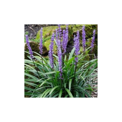 Liriope muscari 'Royal Purple' (Gyöngyikés gyepliliom)