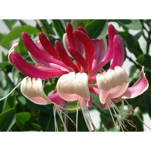 Lonicera  japonica 'Red World' - Fehér-rózsaszín virágú japán kúszólonc