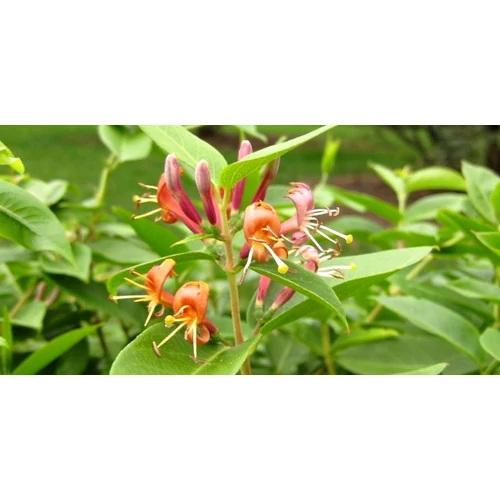Lonicera henryi - Borostáslevelű kúszólonc