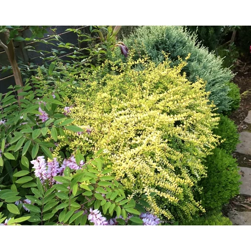Lonicera nitida 'Baggesen's Gold'          - Élénk sárgás levelű talajtakaró lonc