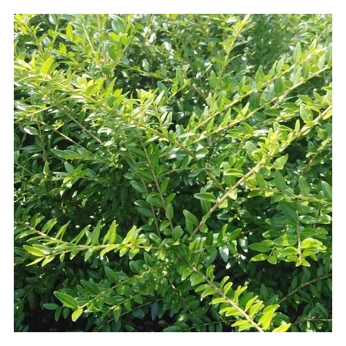 Lonicera nitida 'Hohenheimer Findling' - Talajtakaró lonc