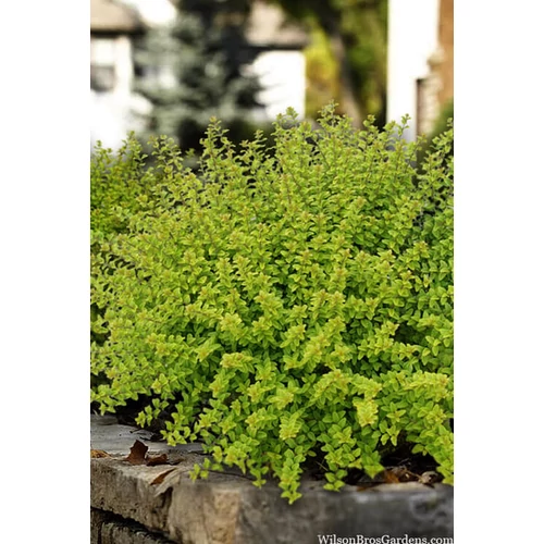 Lonicera nitida 'Twiggy' - 