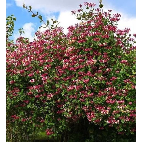Lonicera periclymenum 'Belgica Select' - Kékeszöld levelű kúszólonc