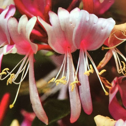 Lonicera periclymenum 'Fragrant Cloud' - Illatos virágú kúszólonc