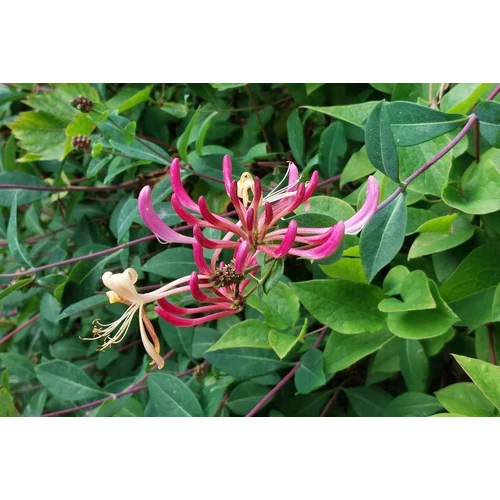Lonicera periclymenum 'Harlequin Sherlite' - Sárga-tarka levelű kúszólonc