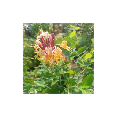 Lonicera peryclimenum 'Serotina' - Piros-fehér virágú kúszólonc