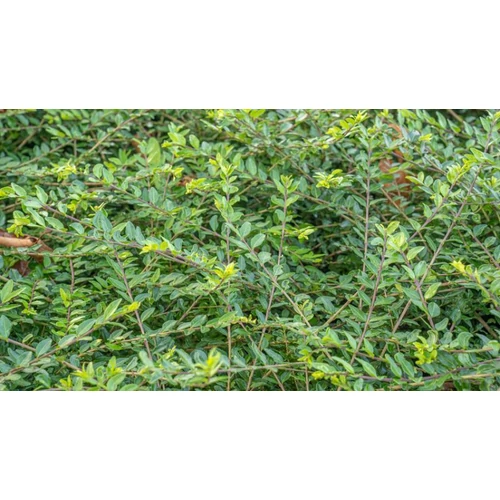 Lonicera pileata   - Talajtakaró lonc