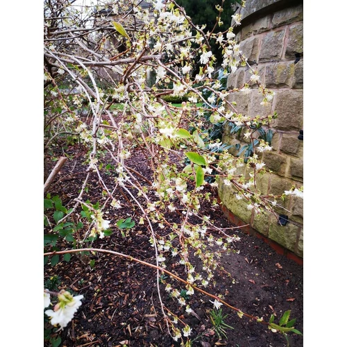 Lonicera purpusii 'Winter Beauty' - 