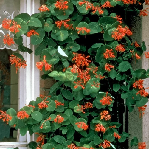 Lonicera x brownii 'Dropmore Scarlet' - Fukszia virágú kúszólonc