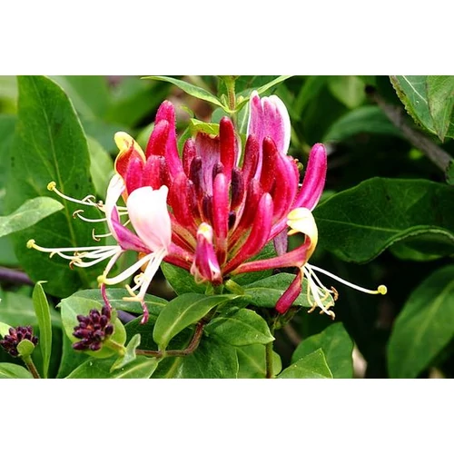 Lonicera x heckrotti 'American Beauty' - Lila-narancssárga virágú kúszólonc