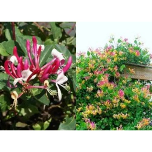Lonicera x heckrotti 'Goldflame' - Sárga-rózsaszín virágú kúszólonc