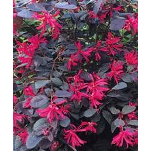 Loropetalum chinense Black Pearl