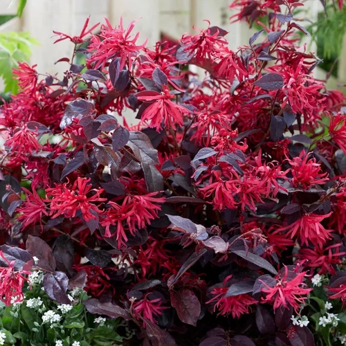 Loropetalum chinense Fire Dance