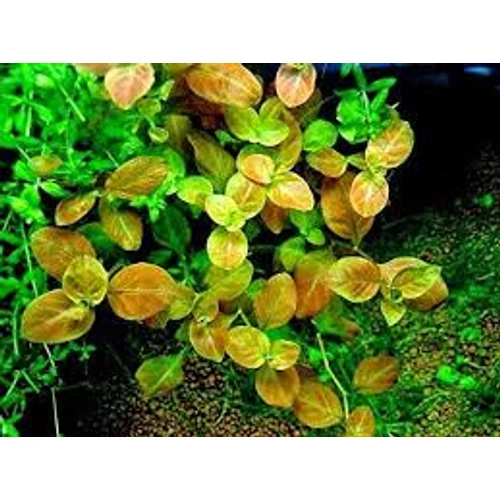 Ludwigia mullertii akváriumi növény