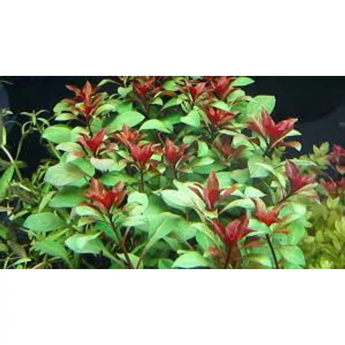Ludwigia peruensis akváriumi növény
