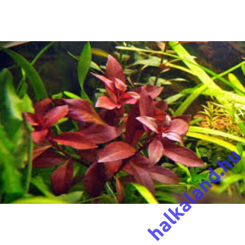 Ludwigia repens rubin akváriumi növény