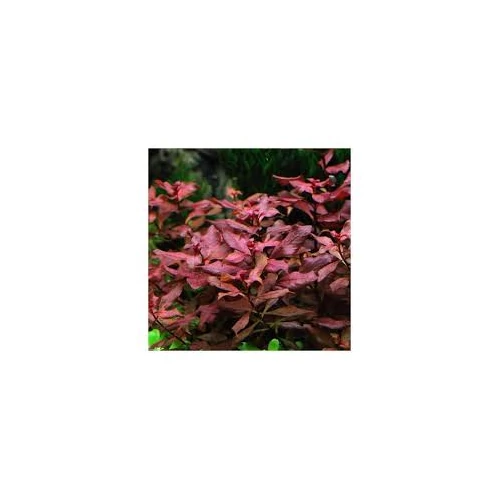 Ludwigia super red mini akváriumi növény