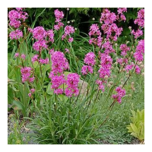 Lychnis viscaria 'Splendens' (Balkáni enyvesszegfű)