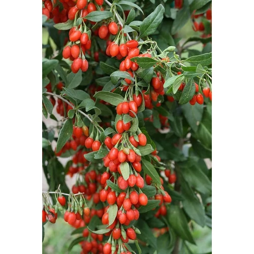 Lycium barbarum 'Korean Big' - 