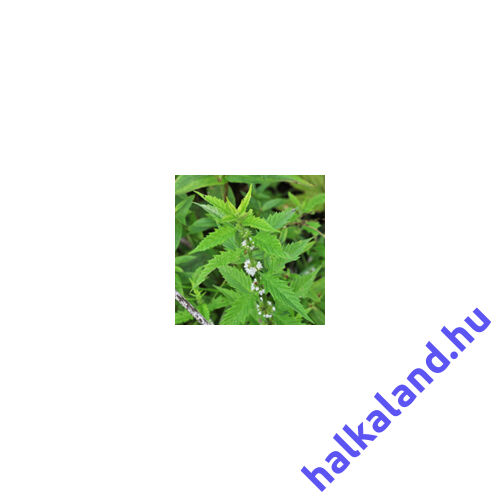 Lycopus europaeus Vízi peszérce kerti tavi növény