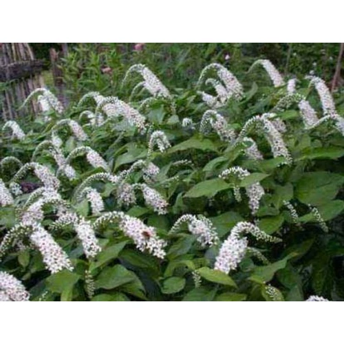 Lysimachia clethroides (Kelet-ázsiai lizinka)