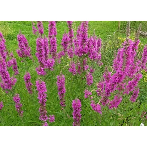 Lythrum salicaria 'Zigeunerblut' (Réti füzény)