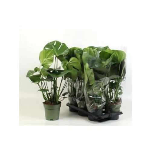 MONSTERA DELICIOSA