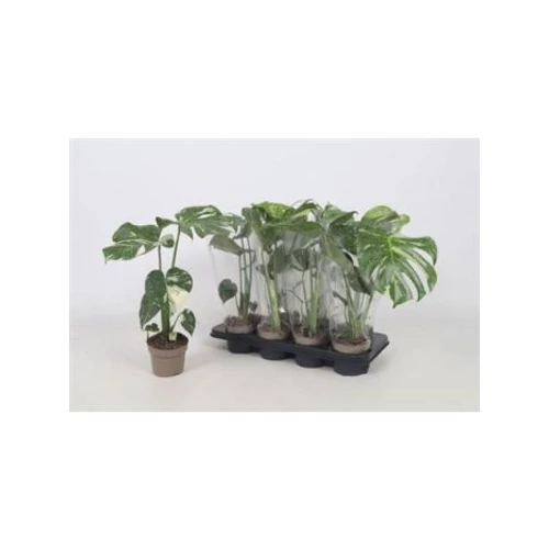 MONSTERA DEL THAI COLLECTION