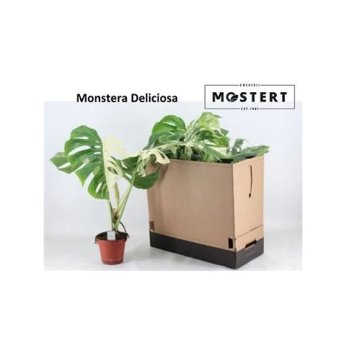 MONSTERA DEL VARIEGA