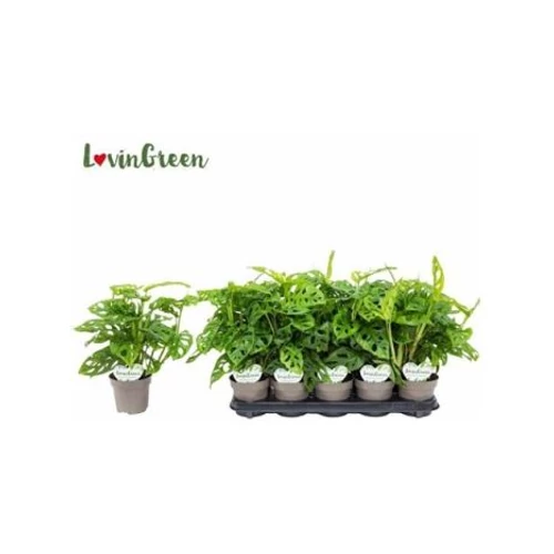 MONSTERA OBLIQUA *10