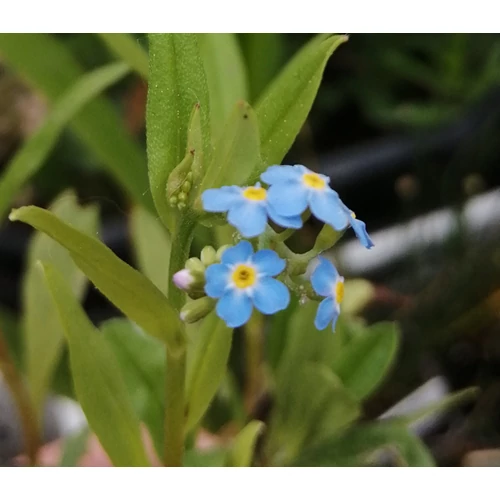 Myosotis Palustris - Mocsári nefelejcs kerti tavi növény