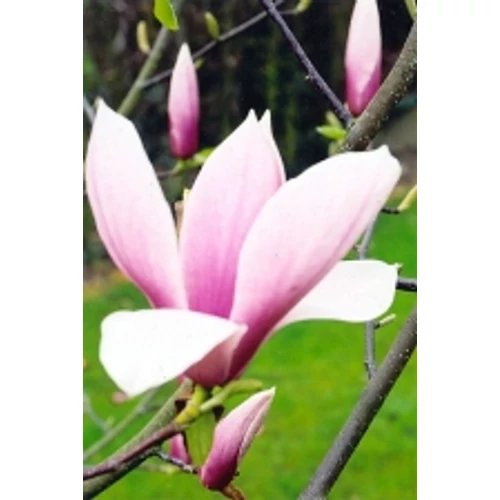 Magnolia 'Big Dude' Nagy virágú liliomfa