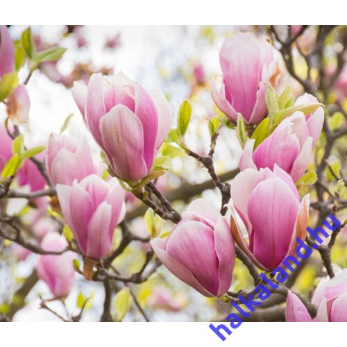 Magnolia 'George Henry Kern’ rózsaszínvirágú liliomfa