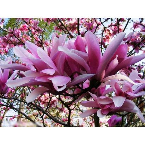 Magnolia 'Royal Crown' Nagyvirágú liliomfa