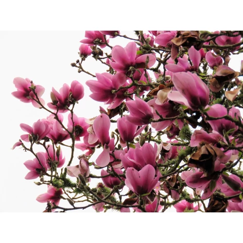 Magnolia 'Serene' Liliomfa