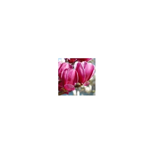 Magnolia 'Shiraz'  Liliomfa