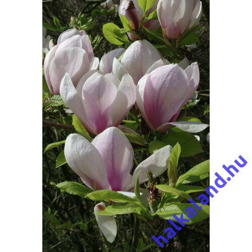 Magnolia 'Sundew’ Nagyvirágú liliomfa