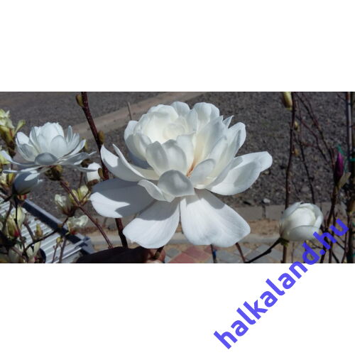 Magnolia 'Wildcat' Teltvirágú Liliomfa