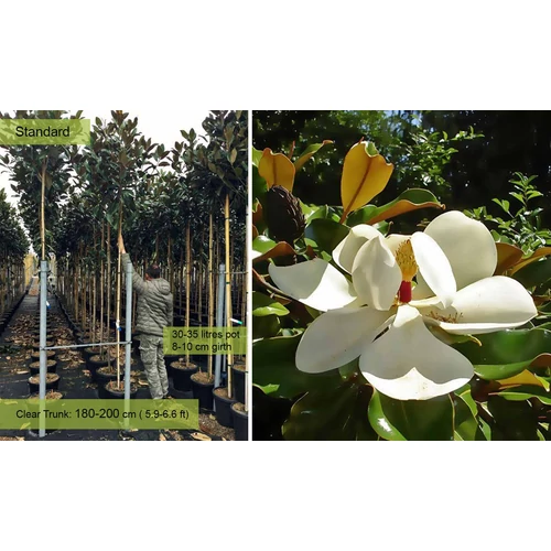 Magnolia grandiflora 'Galissoniensis' - 