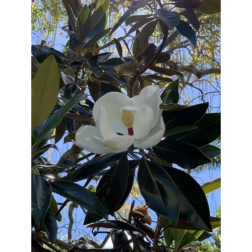 Magnolia grandiflora 'Little Gem' - 